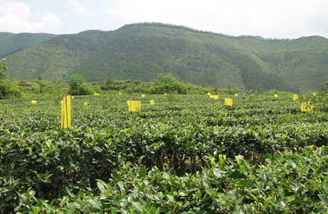 桂平西山茶的栽培技术